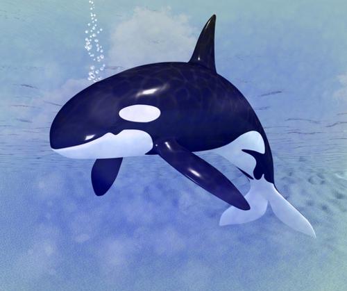 Orca preview image